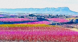 Camino de Santiago del Sureste, etapa 6 de Cieza a Jumilla atravesando campos de viñedos y almendros.