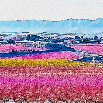 Camino de Santiago del Sureste, etapa 6 de Cieza a Jumilla atravesando campos de viñedos y almendros.